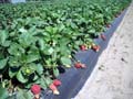 Carpenter Strawberry Farm 2